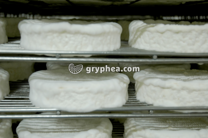 Fabrication du fromage - Développement du mycélium en cave d'affinage - gryphea.com